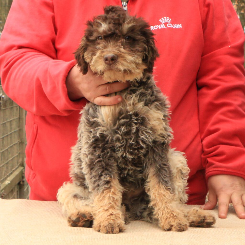 Lagotto romagnolo cucciolo 5