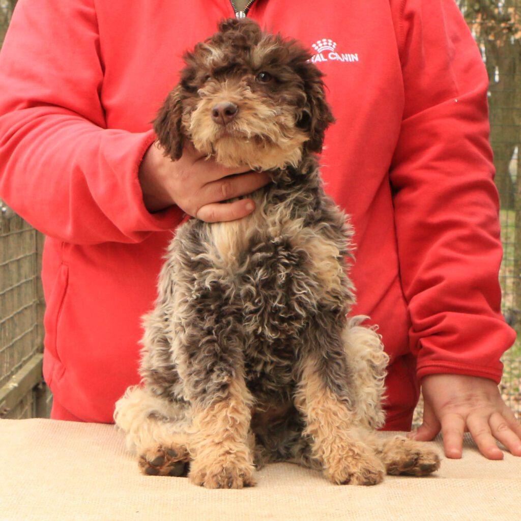 Lagotto romagnolo cucciolo 5