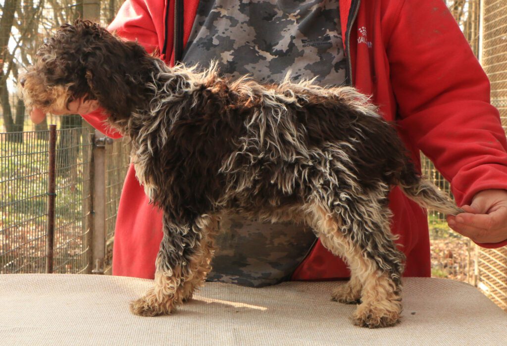 Lagotto romagnolo cucciolo 4