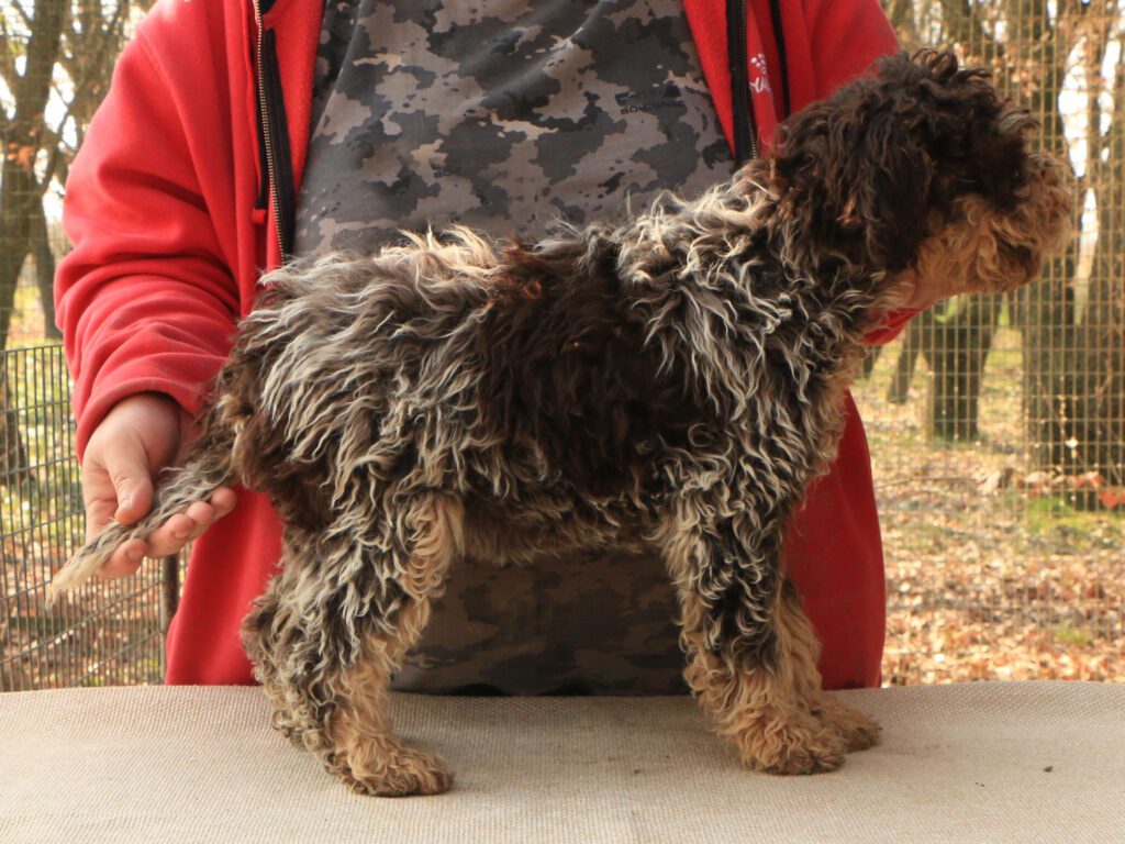 Lagotto romagnolo cucciolo 4