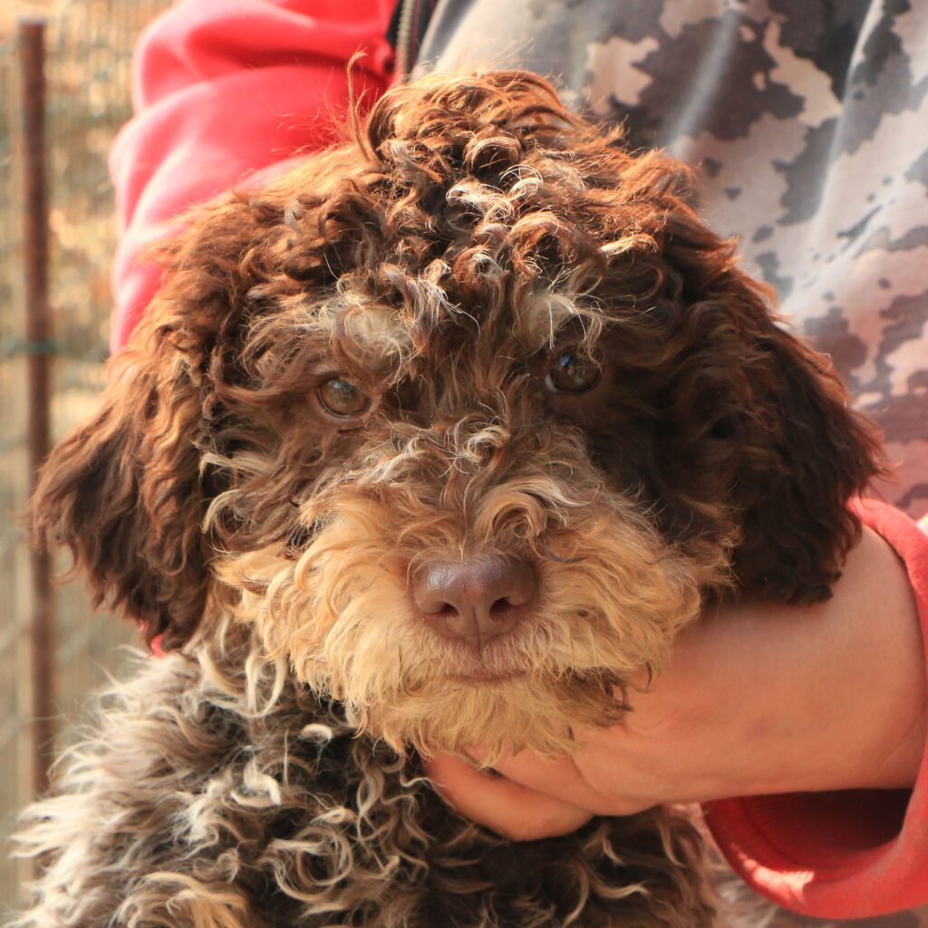 Lagotto romagnolo cucciolo 4