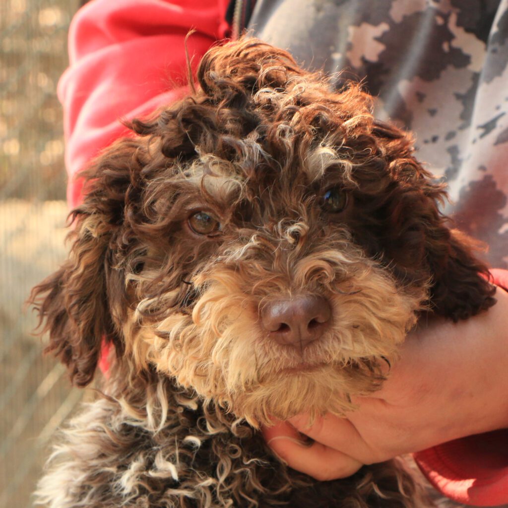 Lagotto romagnolo cucciolo 4