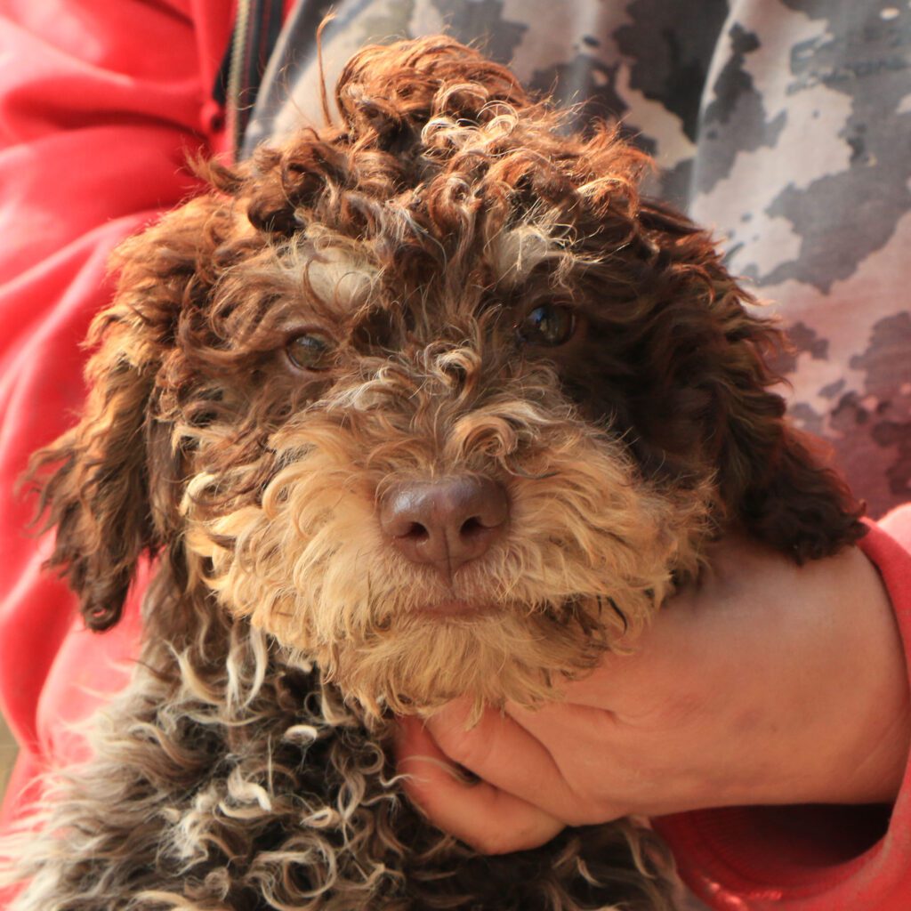 Lagotto romagnolo cucciolo 4