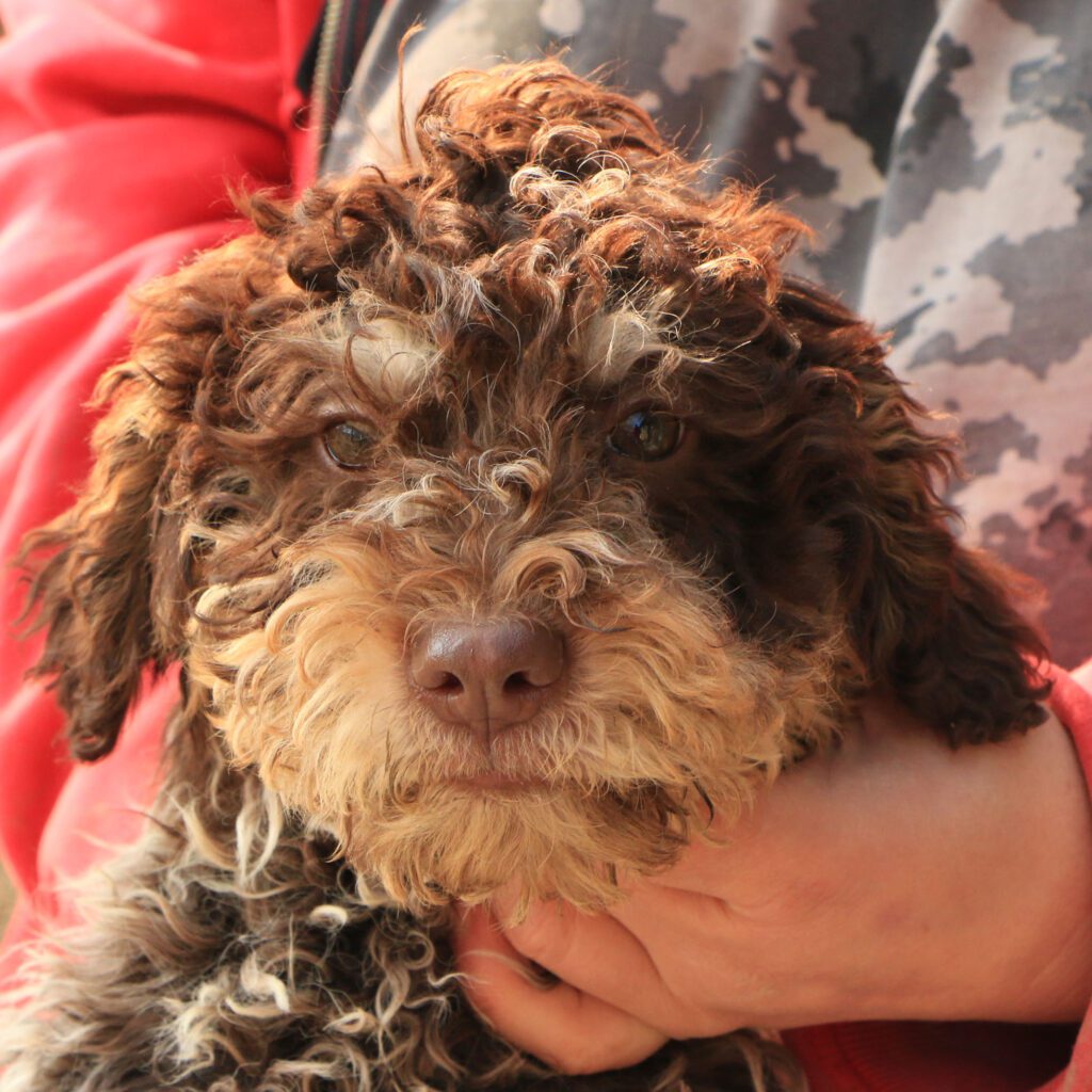 Lagotto romagnolo cucciolo 4