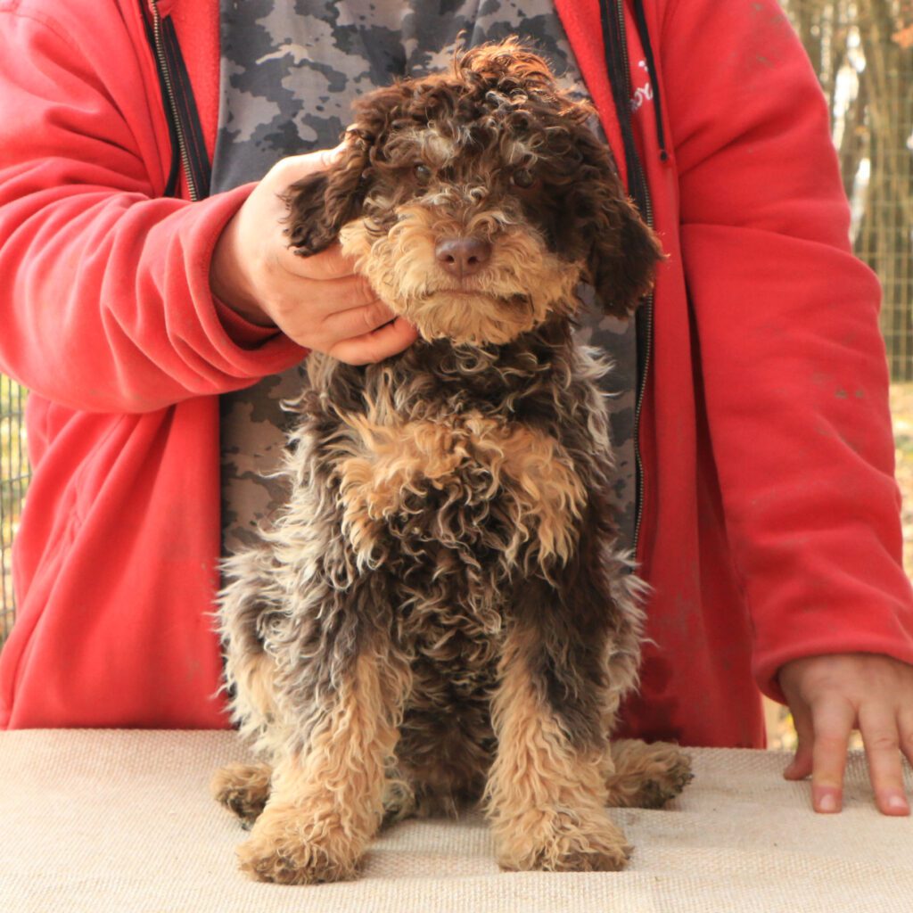 Lagotto romagnolo cucciolo 4