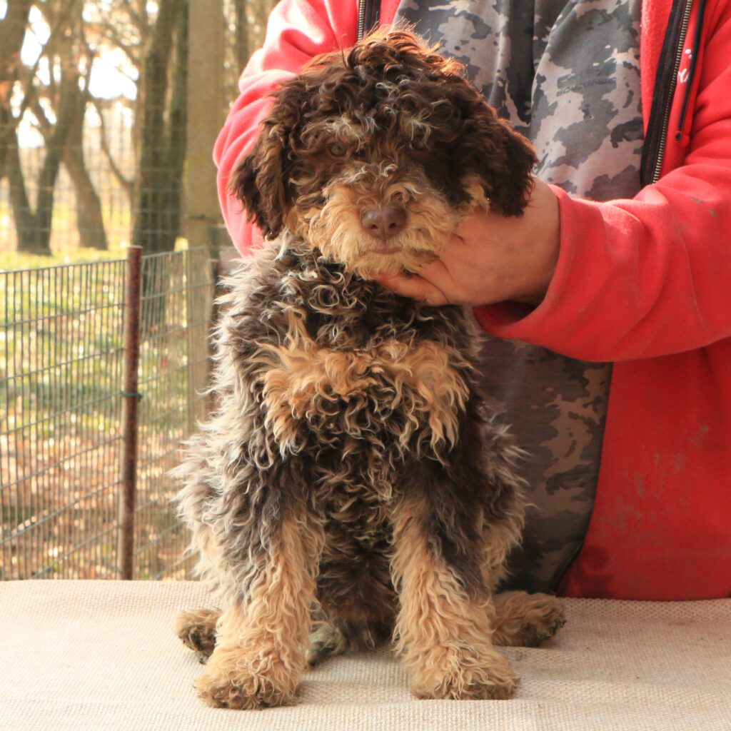 Lagotto romagnolo cucciolo 4