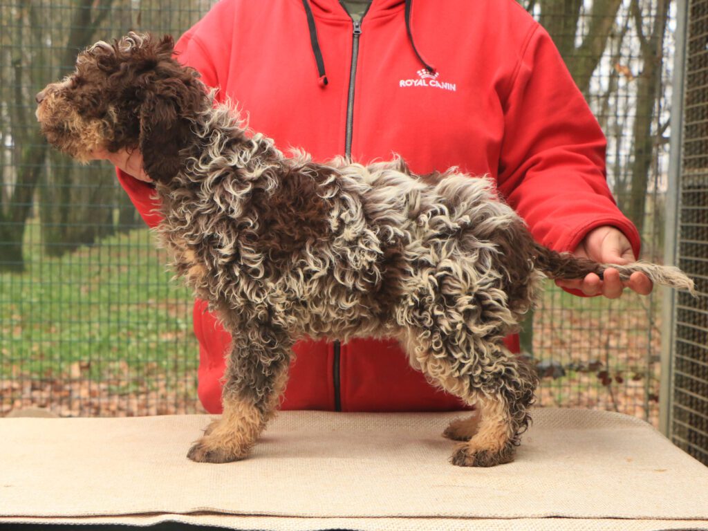 Lagotto romagnolo cucciolo 1