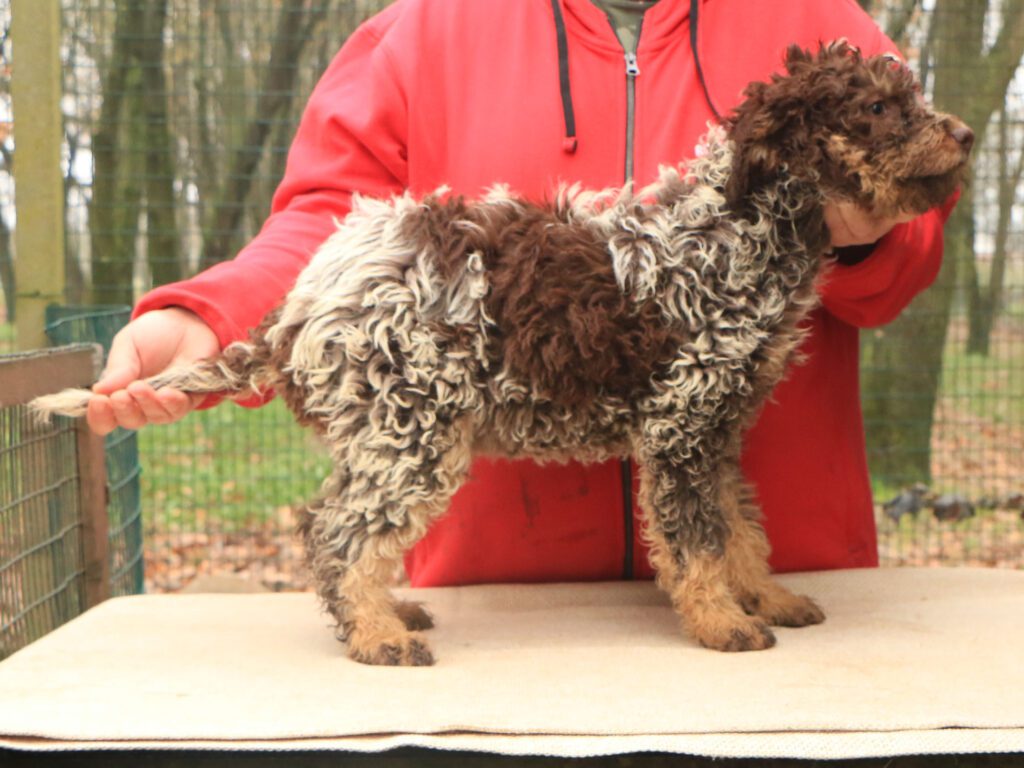 Lagotto romagnolo cucciolo