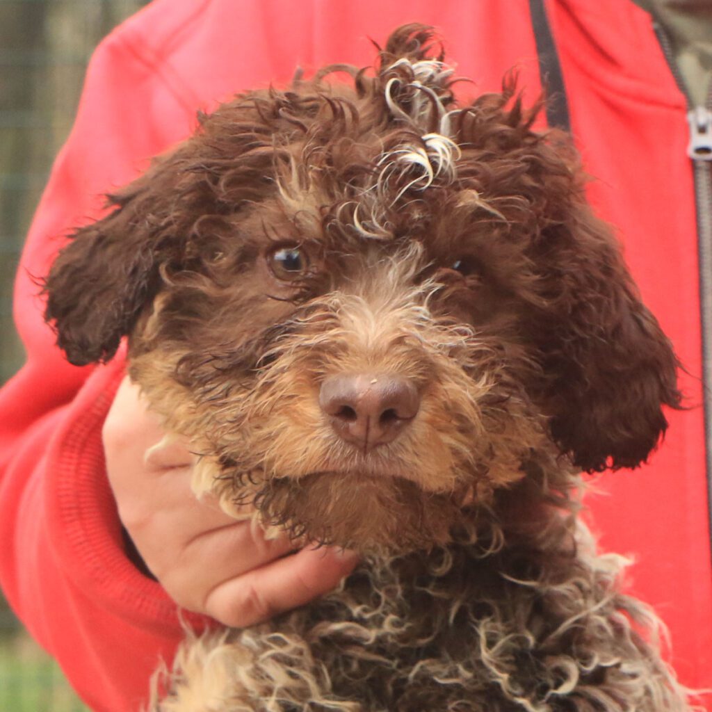 Lagotto romagnolo cucciolo