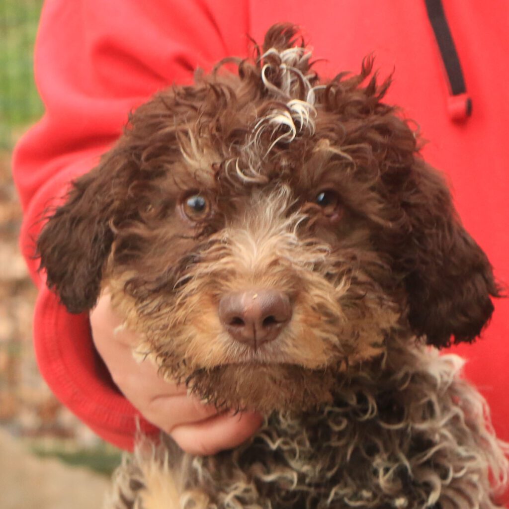 Lagotto romagnolo cucciolo