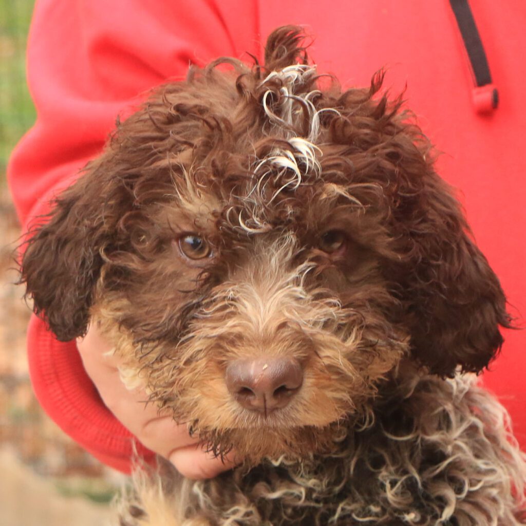 Lagotto romagnolo cucciolo