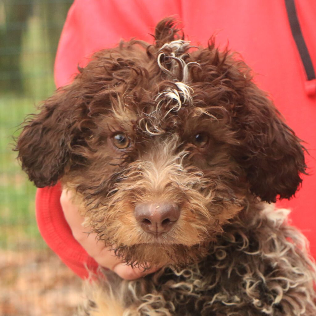 Lagotto romagnolo cucciolo