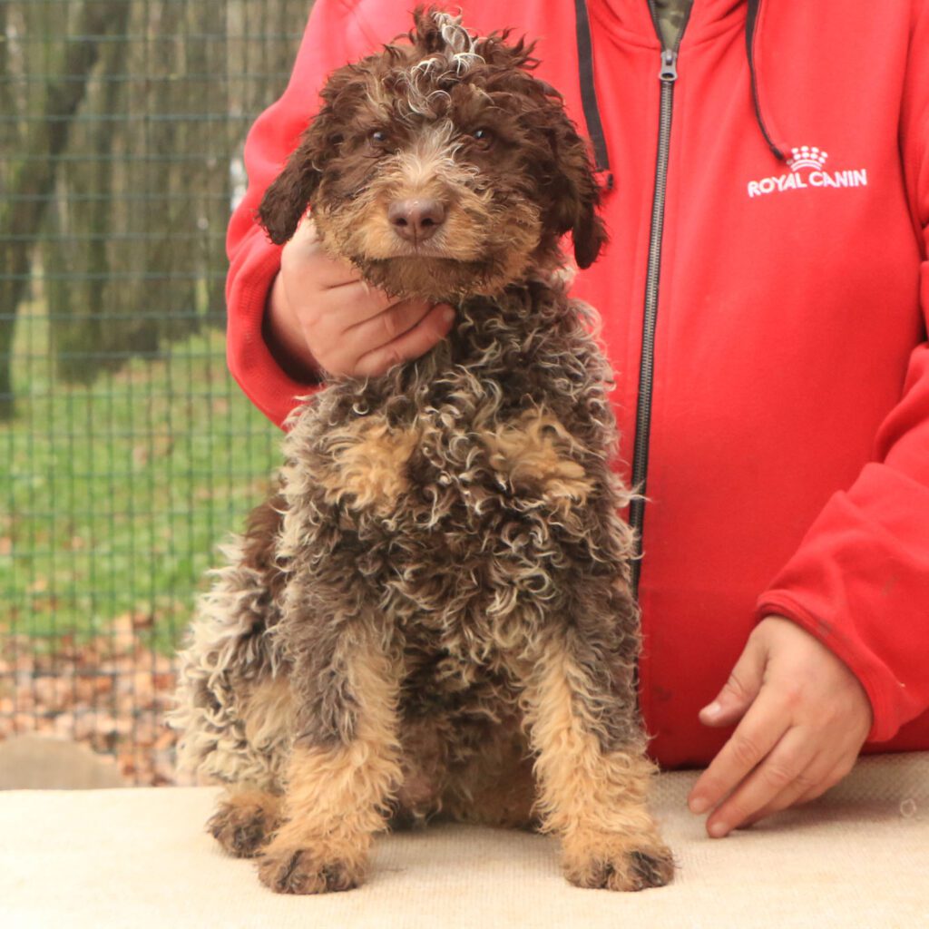 Lagotto romagnolo cucciolo