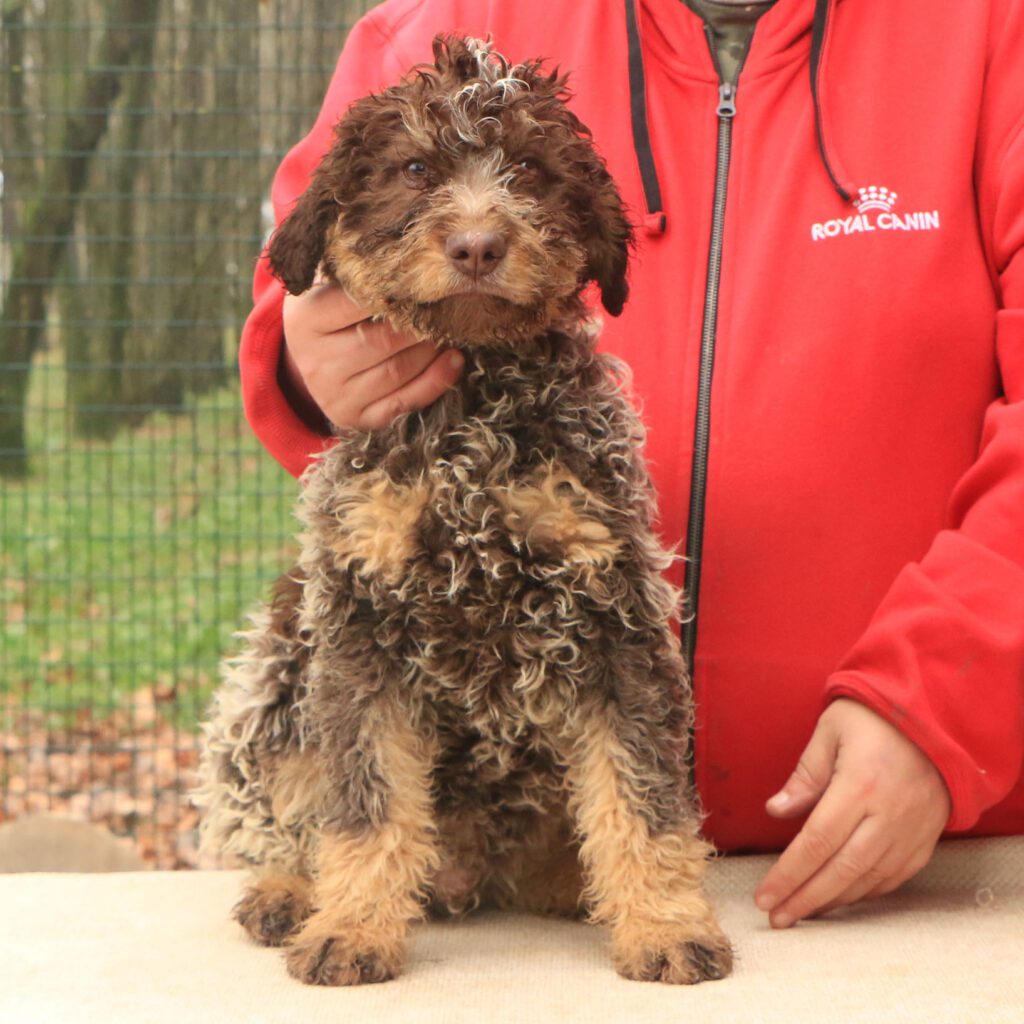 Lagotto romagnolo cucciolo