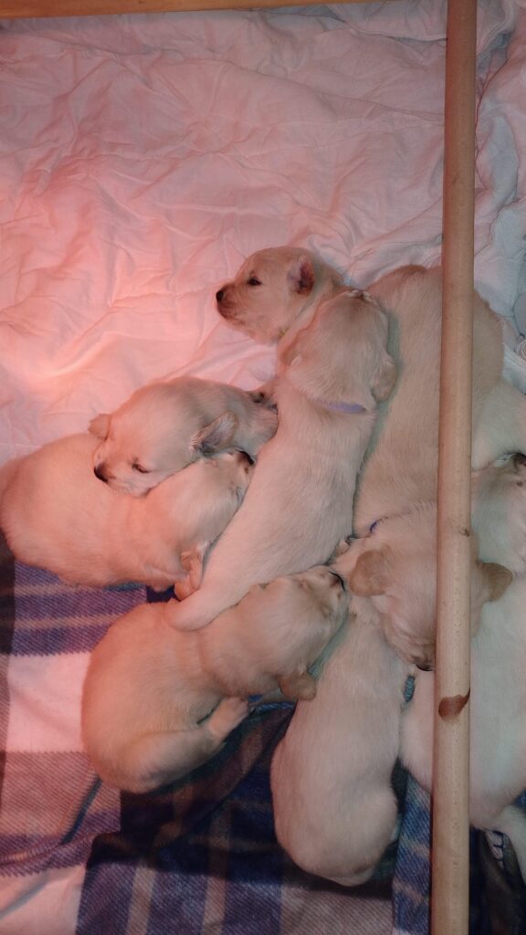 CUCCIOLI DI GOLDEN RETRIEVER  CON PEDIGREE