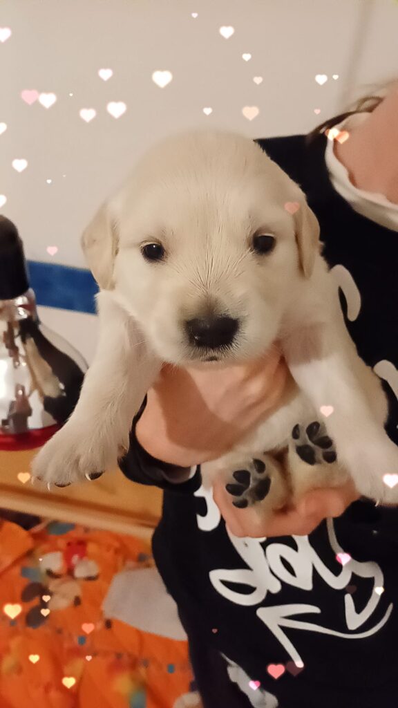 CUCCIOLI DI GOLDEN RETRIEVER  CON PEDIGREE