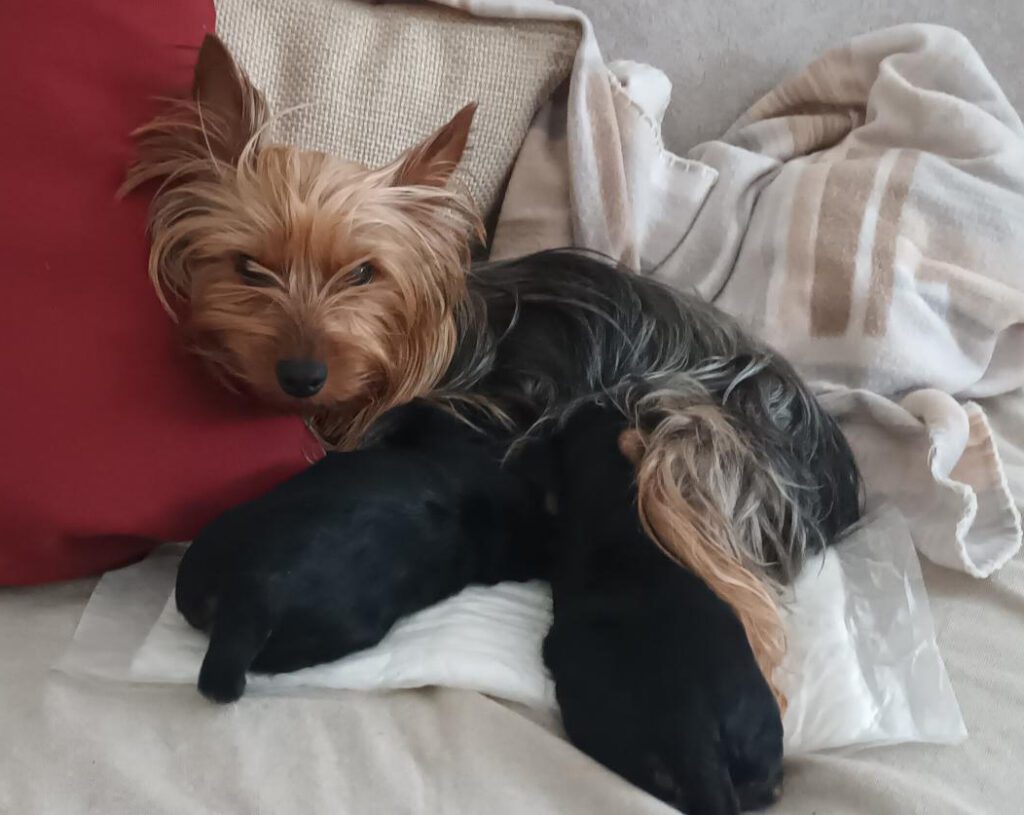 CUCCIOLI YORKSHIRE TERRIER TOY