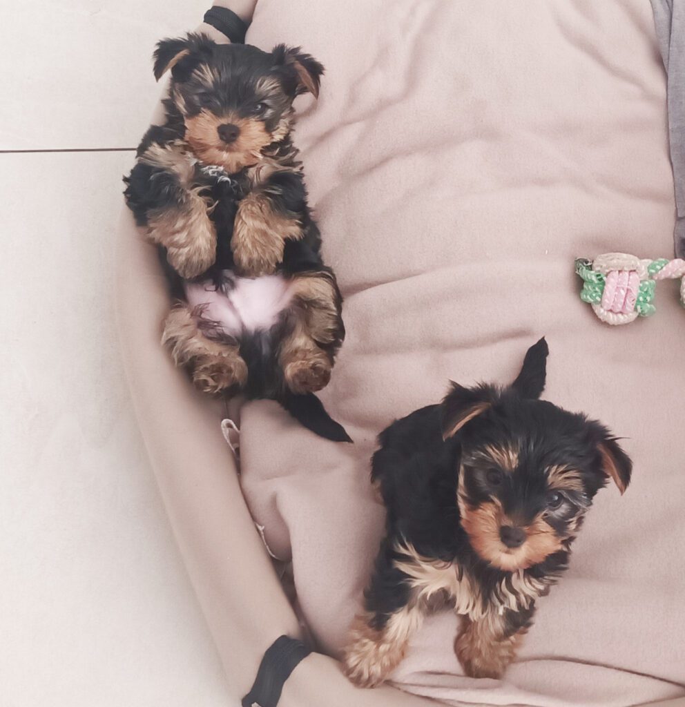 CUCCIOLI YORKSHIRE TERRIER TOY