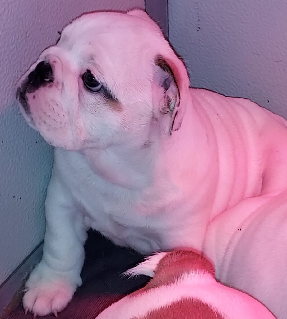 CUCCIOLA BULLDOG INGLESE