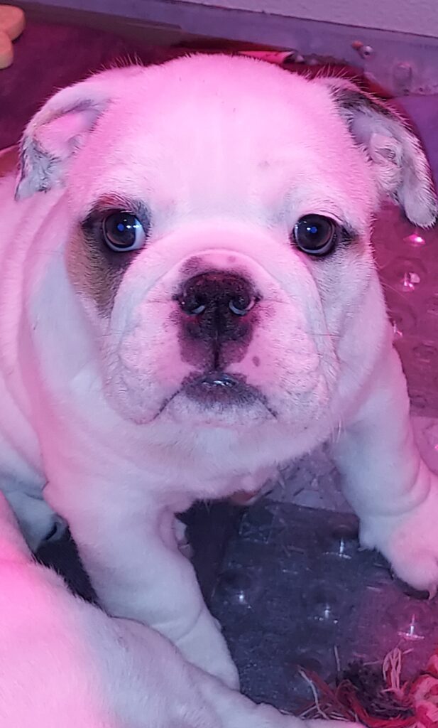 CUCCIOLA BULLDOG INGLESE