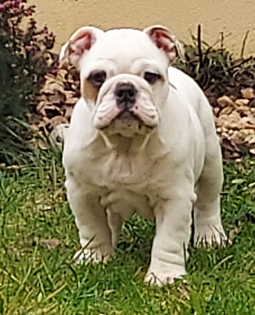 CUCCIOLA BULLDOG INGLESE