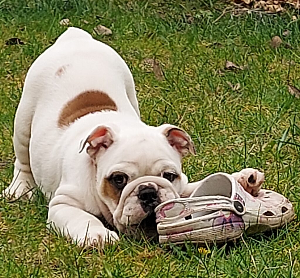 CUCCIOLA BULLDOG INGLESE
