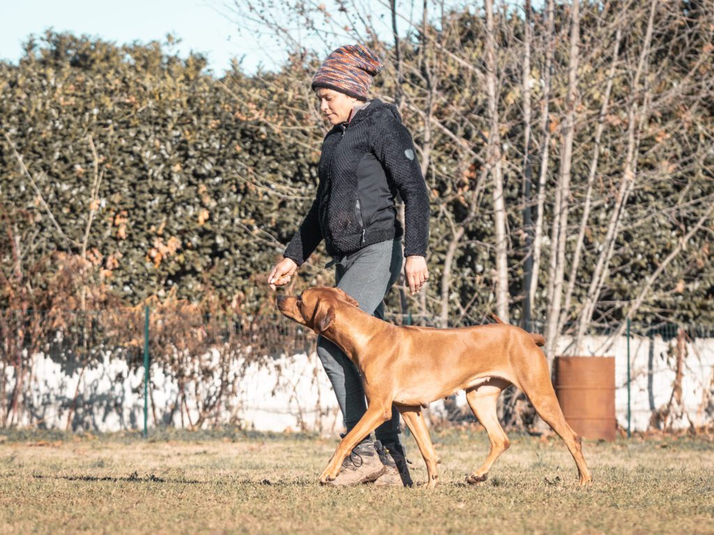 INSIEME A 6 ZAMPE ADDESTRAMENTO