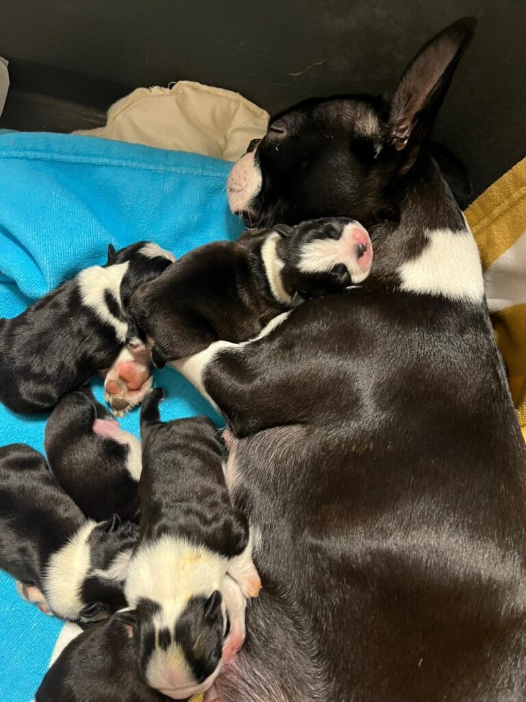 Boston Terrier