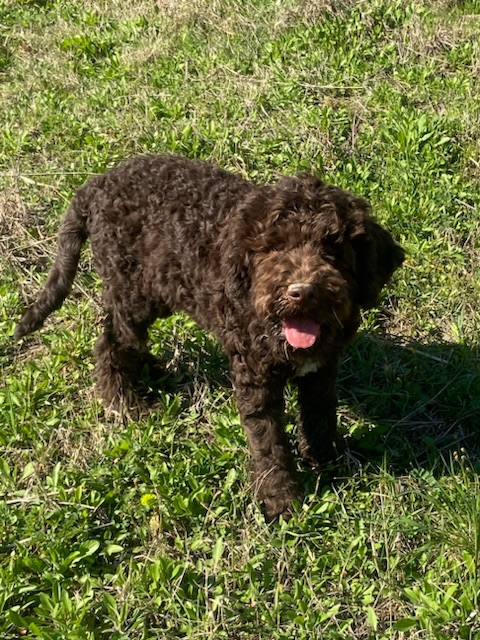 Cucciolo lagotto maschio