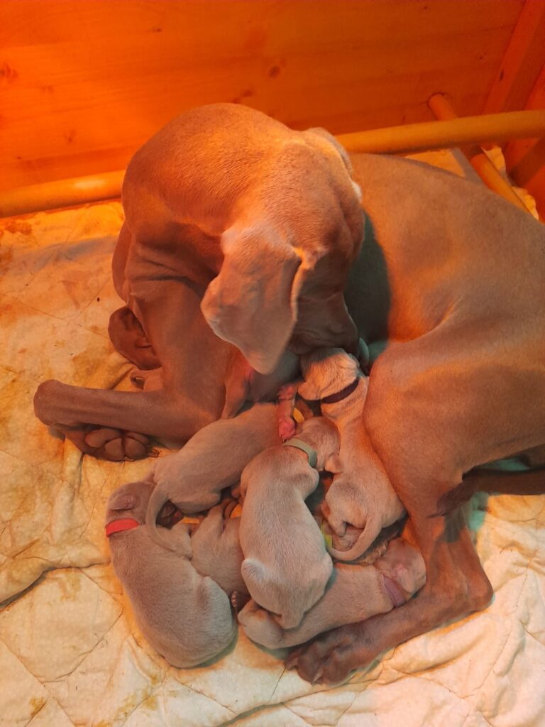 Cuccioli di Weimaraner