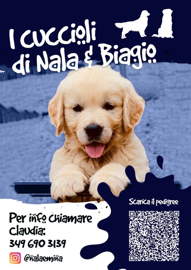 Cuccioli Golden Retriever