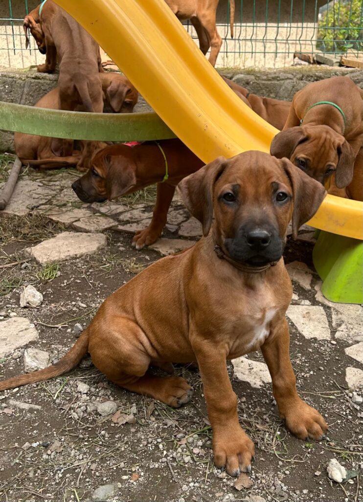RHODESIAN RIDGEBACK CUCCIOLI DISPONIBILI ROMA