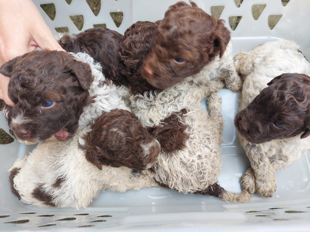 Cuccioli di Lagotto Romagnolo da tartufi e compagnia