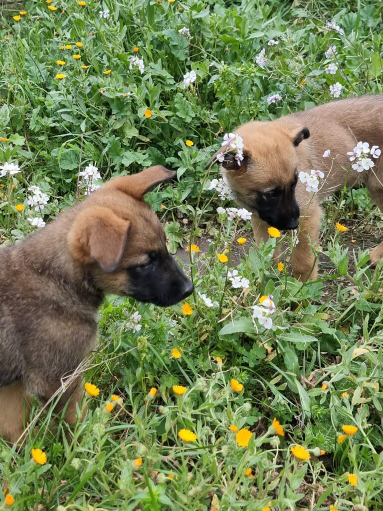 Cuccioli Pastore Belga Malinois Napoli Salerno Caserta Avellino Benevento