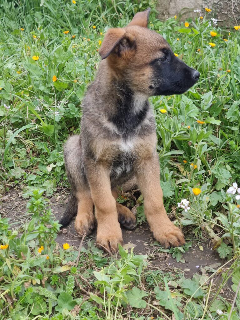 Cuccioli Pastore Belga Malinois in Basilicata Potenza Matera