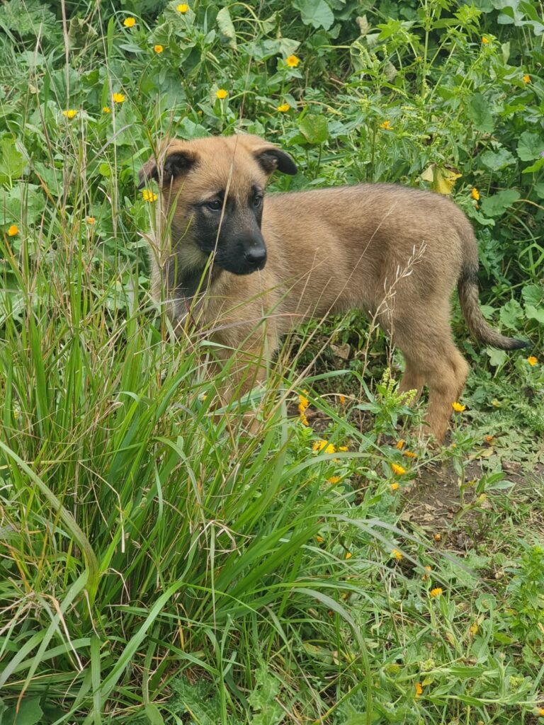 Cuccioli Pastore Belga Malinois Napoli Salerno Caserta Avellino Benevento