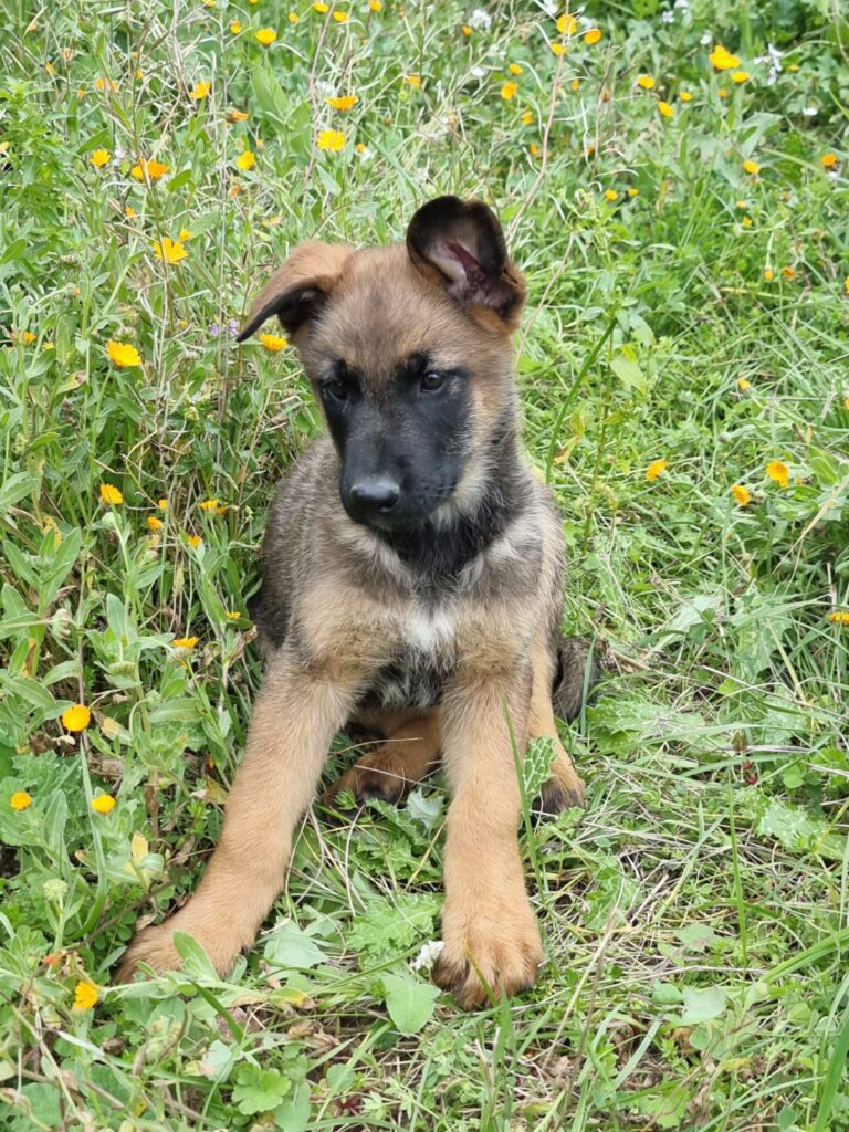 Cuccioli di cane Malinois (Pastore Belga di Malines) in vendita ...