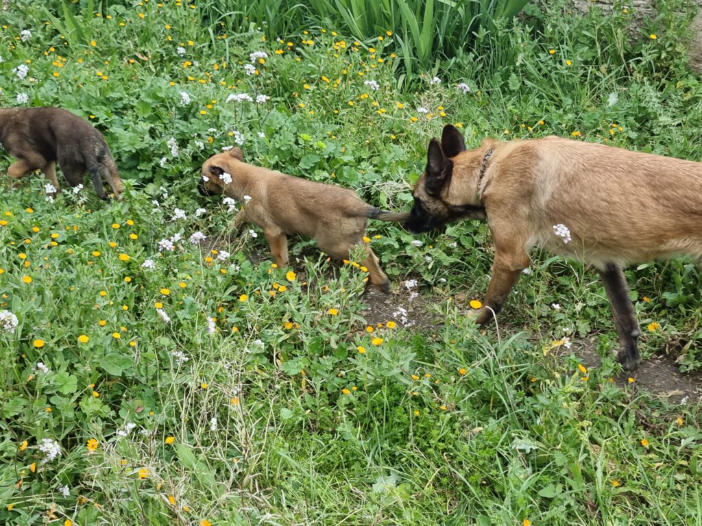 Cuccioli di cane Malinois (Pastore Belga di Malines) in vendita ...