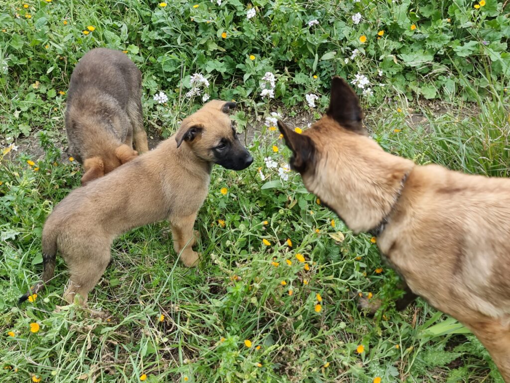 Cuccioli Pastore Belga Malinois Napoli Salerno Caserta Avellino Benevento