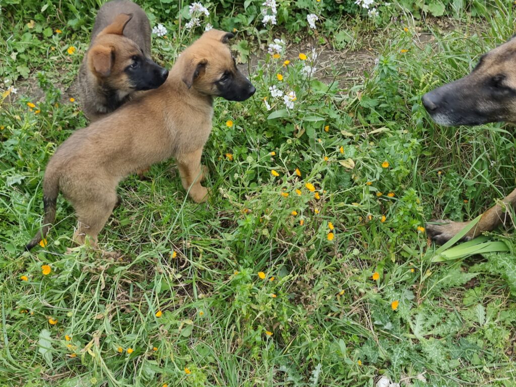 Cuccioli Pastore Belga Malinois Napoli Salerno Caserta Avellino Benevento