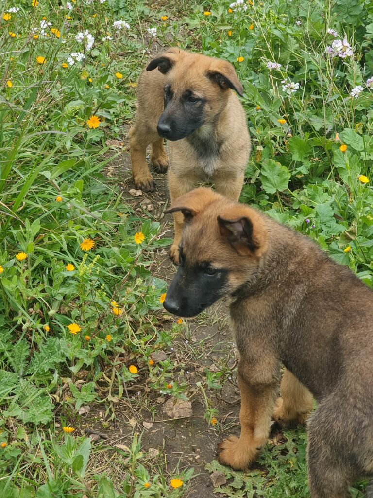 Cuccioli Pastore Belga Malinois in Basilicata Potenza Matera