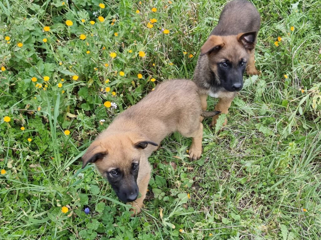 Cuccioli Pastore Belga Malinois in Basilicata Potenza Matera