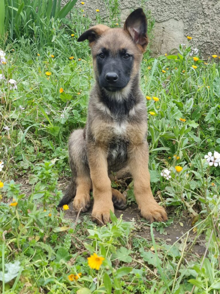 Cuccioli di cane Malinois (Pastore Belga di Malines) in vendita ...