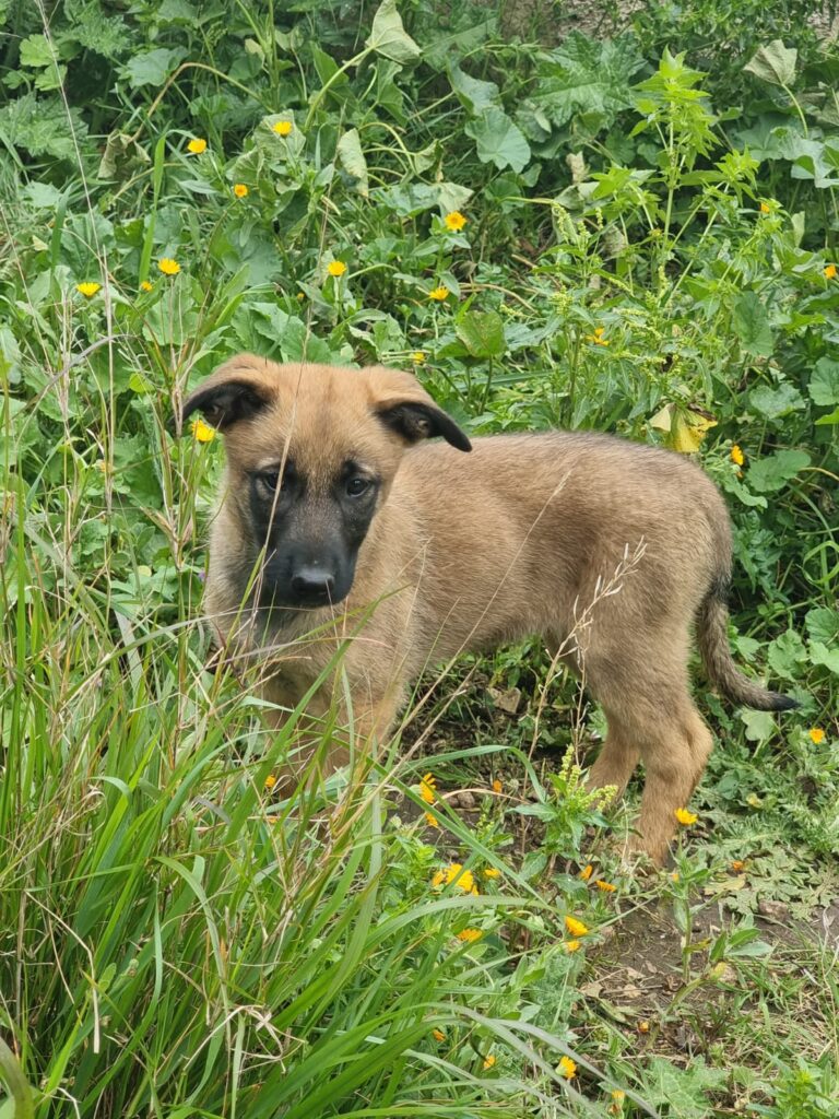 Cuccioli Pastore Belga Malinois in Basilicata Potenza Matera