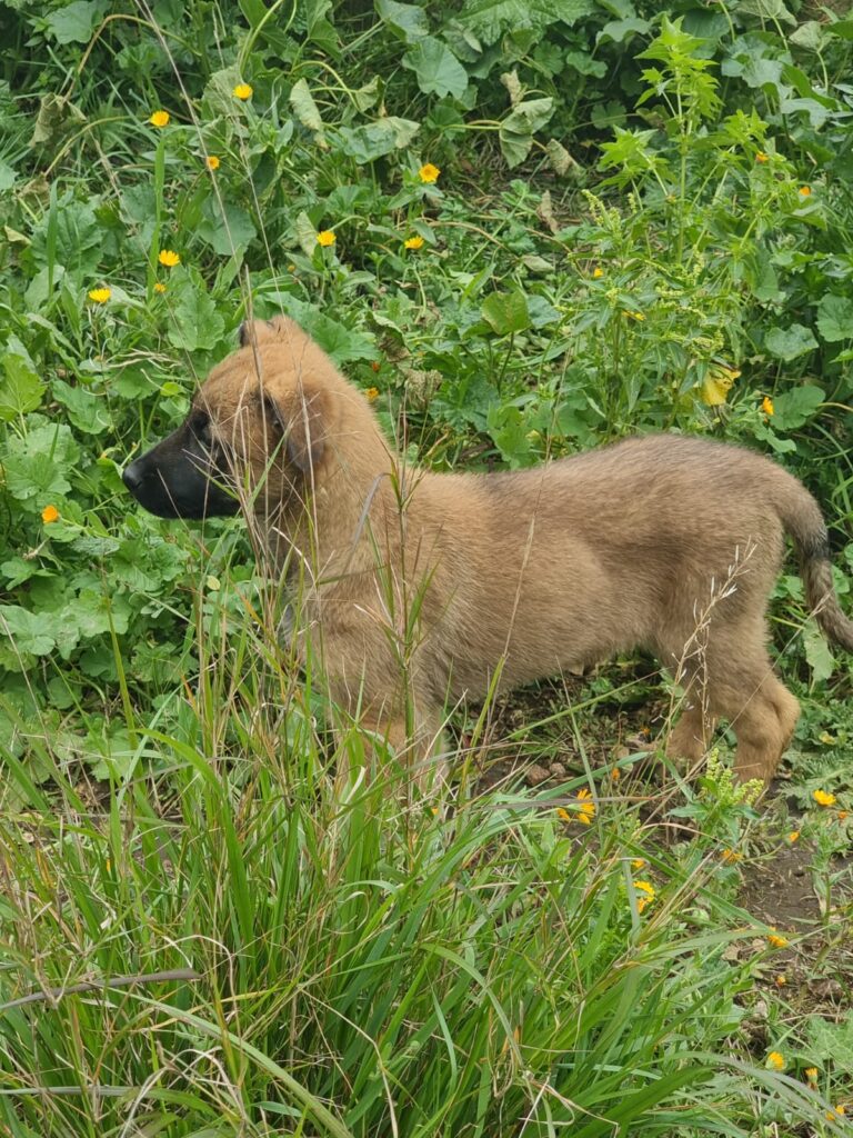 Cuccioli Pastore Belga Malinois in Basilicata Potenza Matera