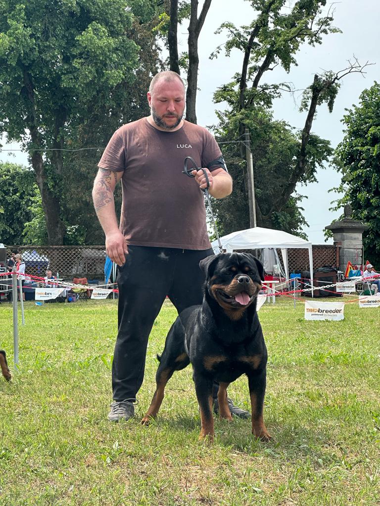 Cuccioli Rottweiler