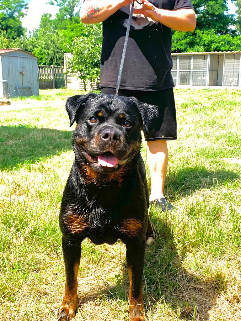 Cuccioli Rottweiler