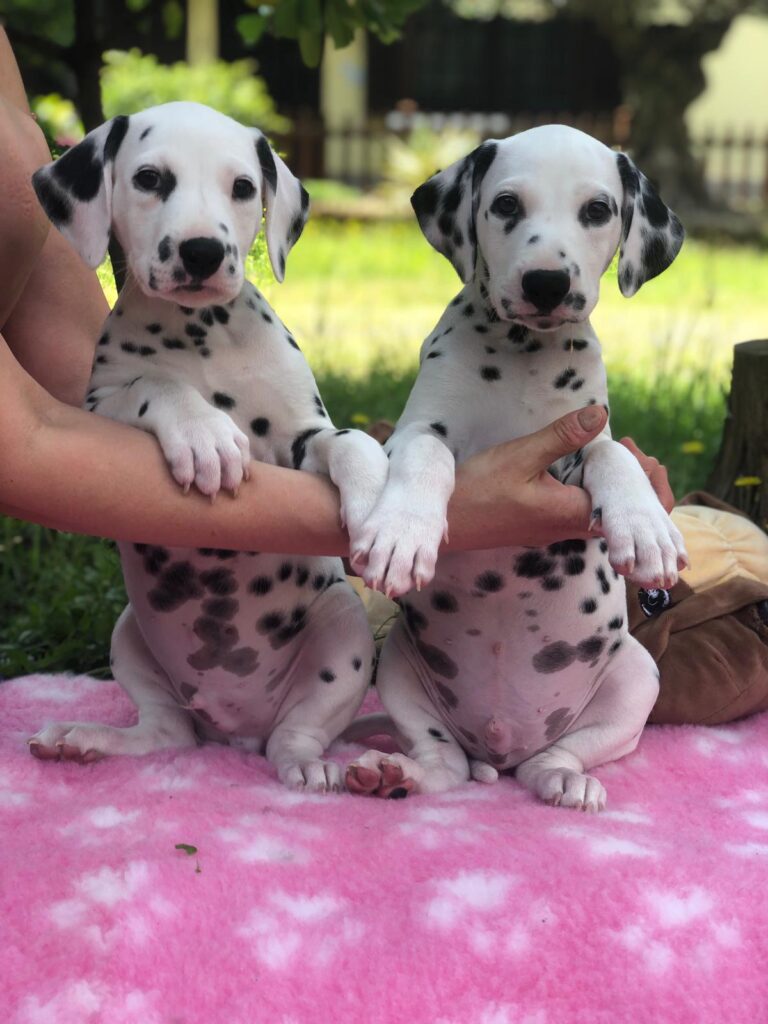 Cuccioli Dalmata(Allevamento Riconosciuto Enci/fci)