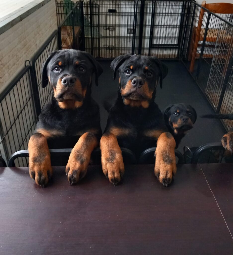 Cuccioli Rottweiler