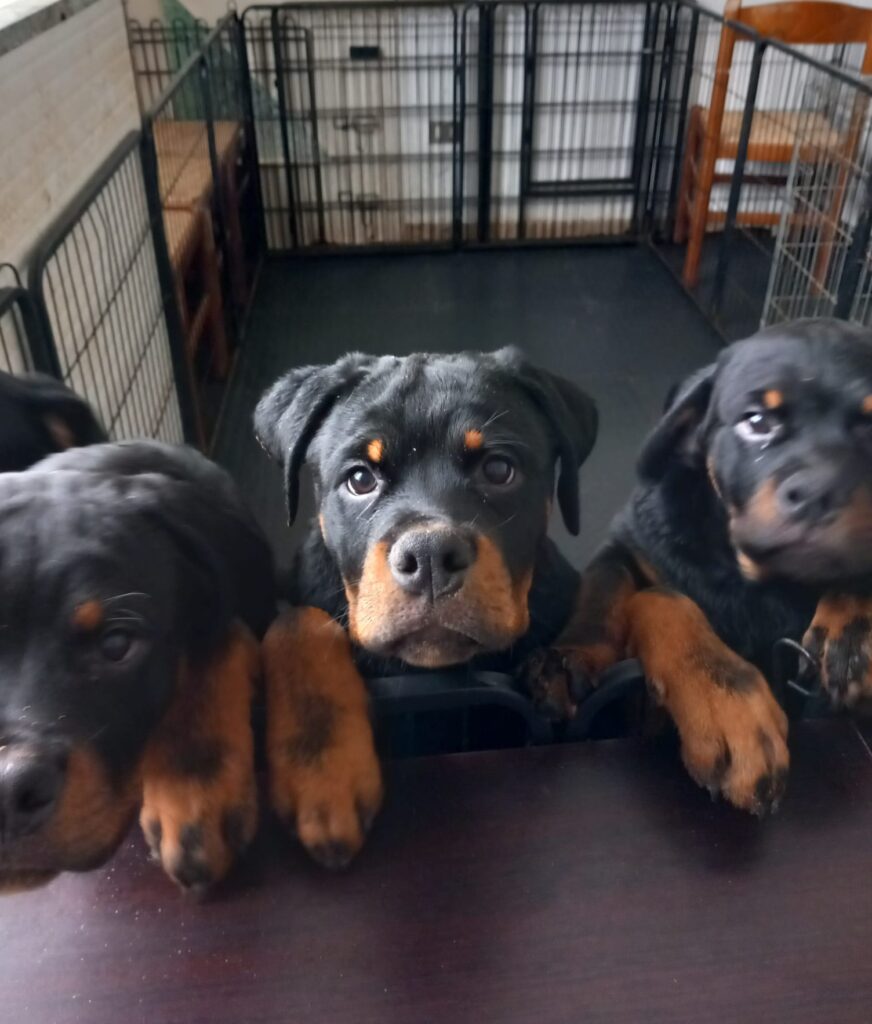 Cuccioli Rottweiler